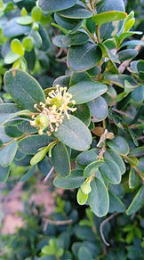 Flores del Boj