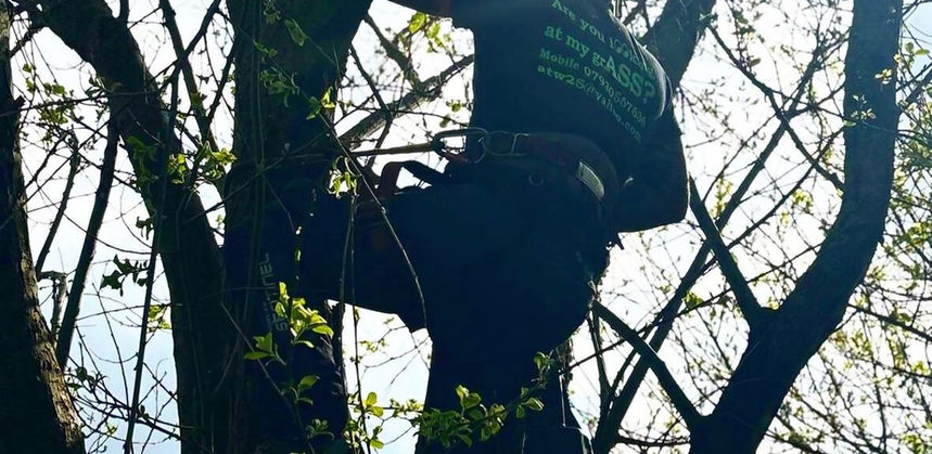Man cutting tree