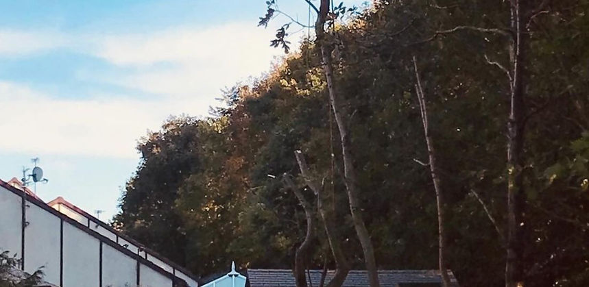 Tree cutting 
