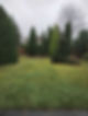 An image of garden hedges