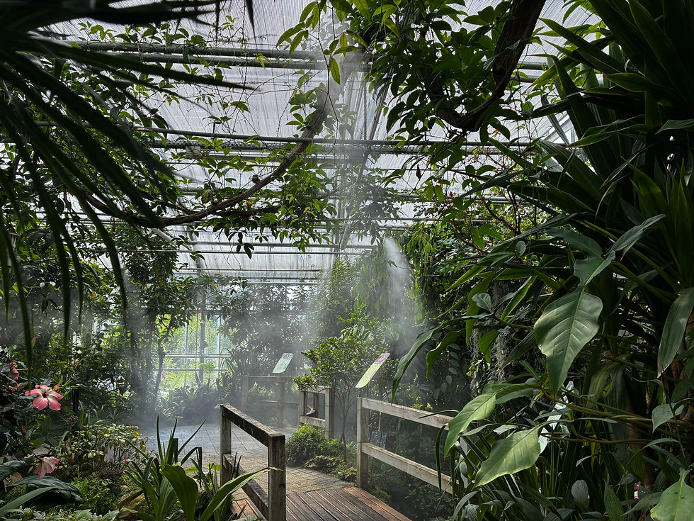 "Chemin végétal baigné de lumière dans une serre, symbolisant un parcours de transformation intérieure."