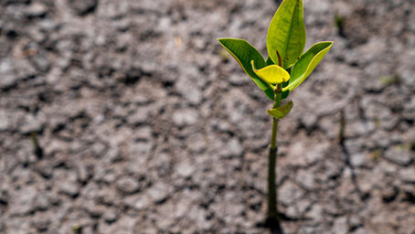 Celebrating a Lasting Legacy with Eden Reforestation Projects