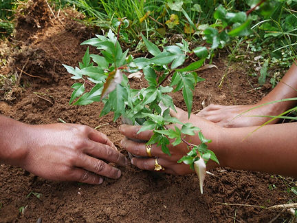 Eden Reforestation Projects Mangroves in West Papua