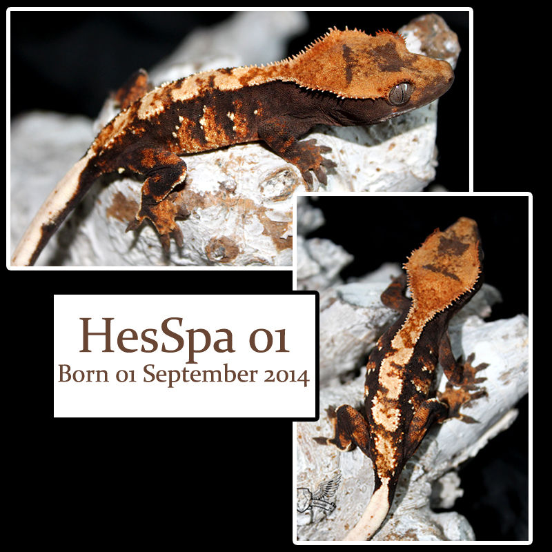 HesSpa 01