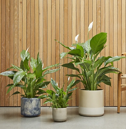 Three Peace Lily plants in varying sizes displayed in blue, grey and white ceramic pots against a warm wooden slatted wall