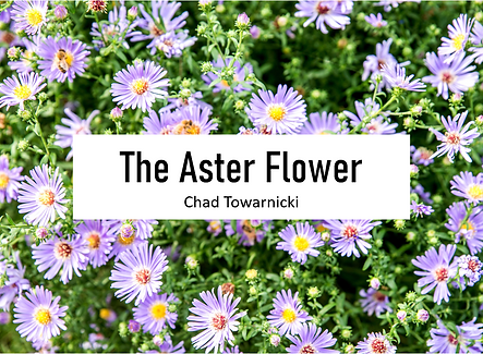 Aster.PNG