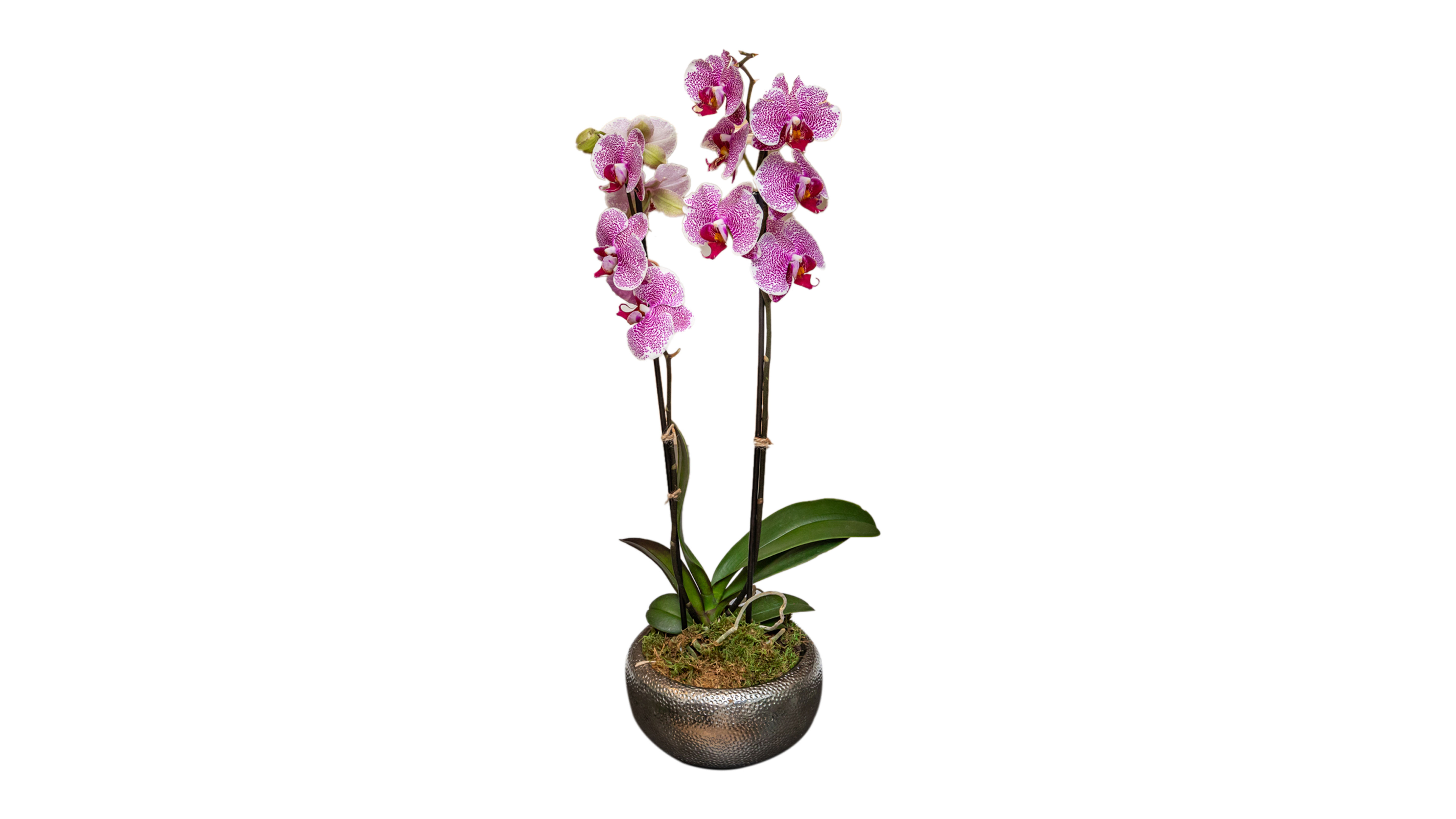 Elegant Orchid Bloom