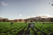 Havana Castle tobacco farm in Estelí, Nicaragua