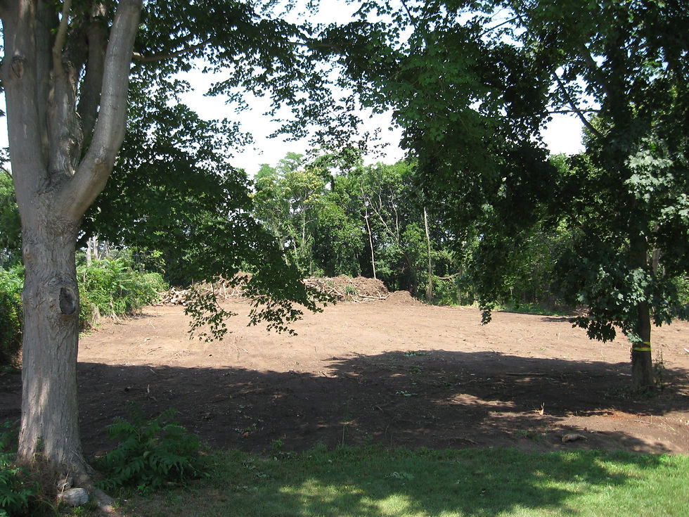 Two trees spared to provide precious sha