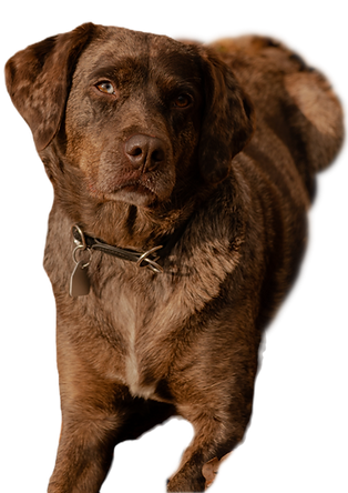 Hundekrankenversicherung mit OP-Schutz – Hundekv24