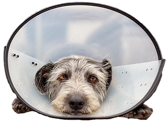 Hundekrankenversicherung mit OP-Schutz – Hundekv24