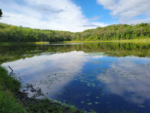 Bromley Woods
