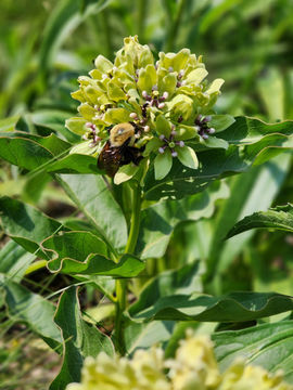 Mill House Native Plant Preserve
