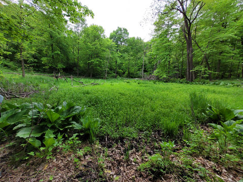 Hermansen Woods