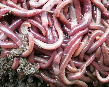 蚯蚓生物科技研究 Hkayua 蚯蚓生物科技研究 Hkayua