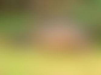 Rally Transparaná chega ao fim em Guaratuba após quase 2 mil quilômetros de desafios