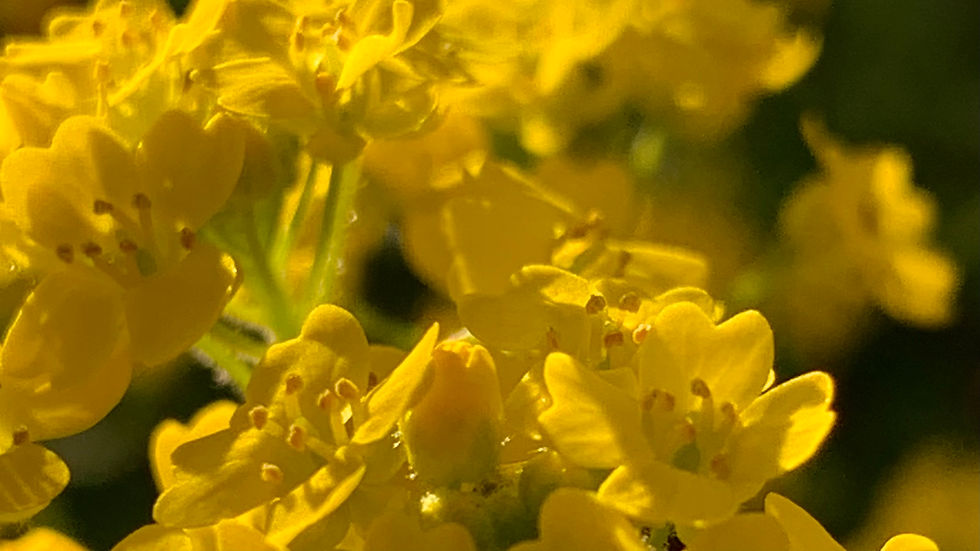 Yellow Flowers