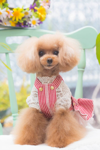 ブルブブ BULBUBU ジャンバースカート ヒッコリーJSK チュール BUL BU-BU ヒッコリーJSK | pet de repos
