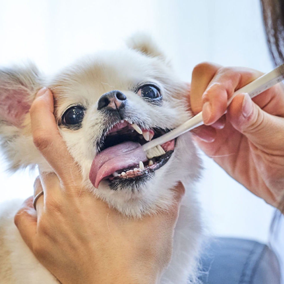 Thumbnail: 柔らかい天然ヤギ毛歯ブラシ ミガケンデ 小型犬用