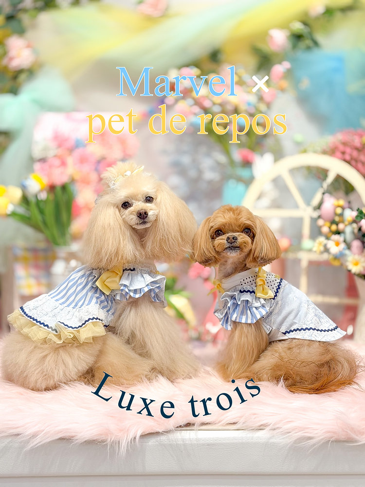 マルベルMarvel × pet de reposen fleur ワンピースM 犬用品
