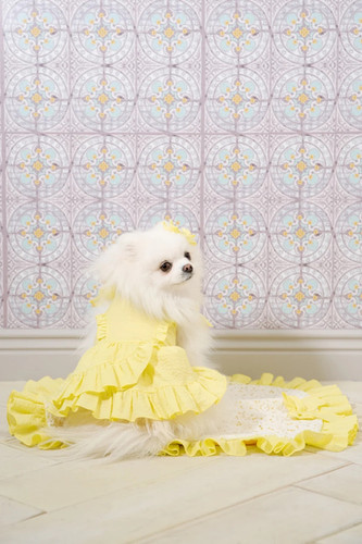 Candy Buppie レモン柄 犬用ワンピース MT 新品未使用 Candy Buppie Limoneワンピース | pet de repos
