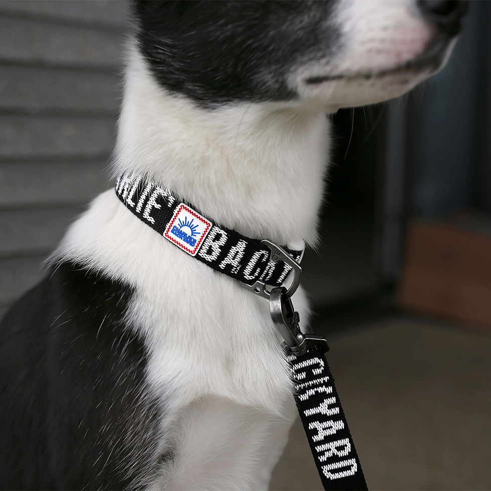 サムネイル： チャーリーズバックヤード トリップカラー CHARLIE’S BACKYARD TRIP COLLAR ブラック