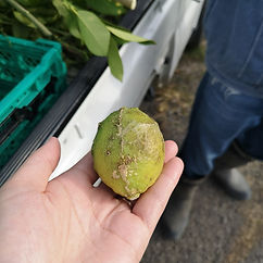 20191127_lemon_onoue (2).jpg