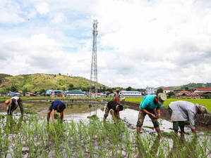 AA soldiers assisting Local Farmers Facing Paddy Cultivation Difficulties in Mong Yu 105-Mile (Photo -  Mine Yu News)