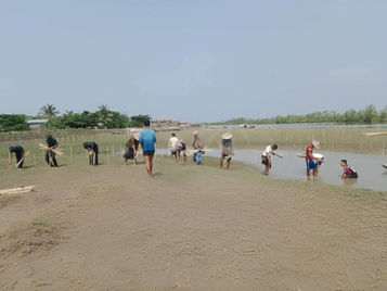 Planting of Thousands of Loop-Root Mangroves along Minbya Coastlines