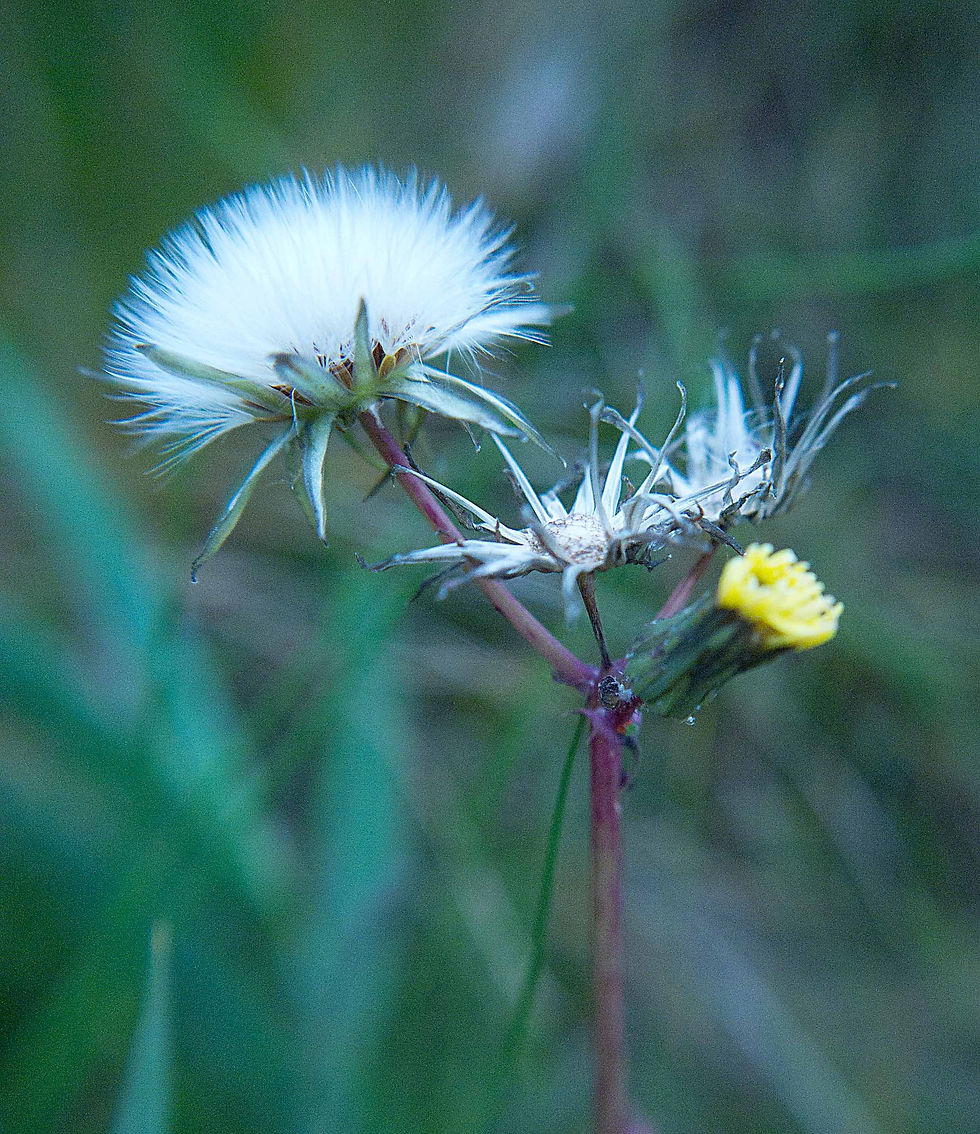 Dandelion