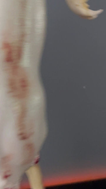 Thumbnail: Horse