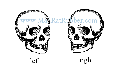 V67/68 Skull Left or Right