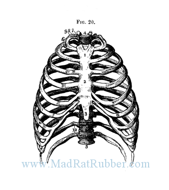 V62 Rib Cage