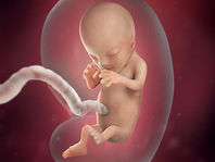 Fetal development at 12 weeks