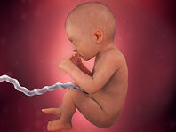 First Trimester