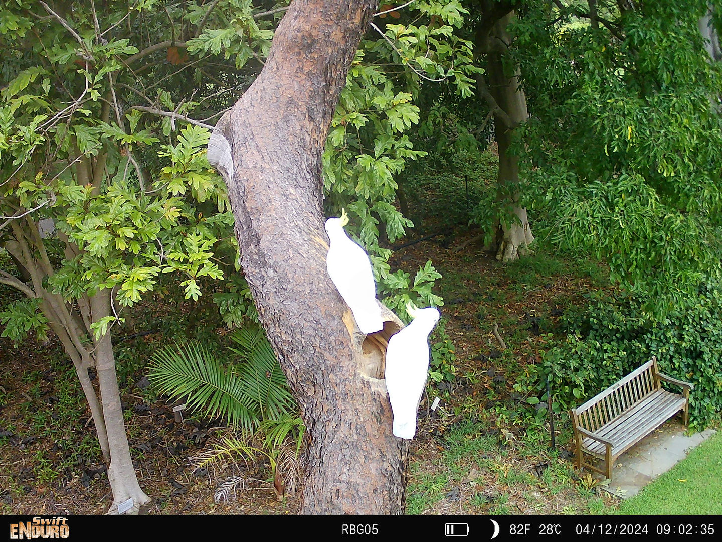 bgcam05_2024.12.04_09.02.36_1498