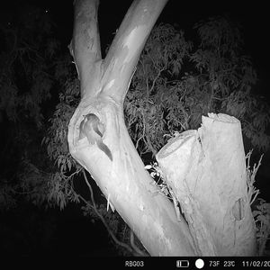 Royal Botanic Garden Sydney Eucalyptus tereticornis