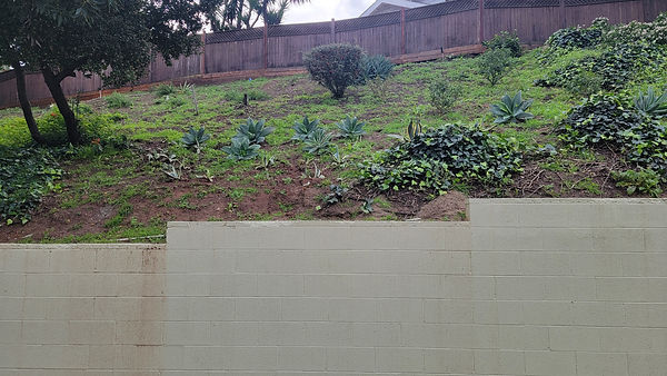 Agave.varigated.transplants,01.15.23.jpg
