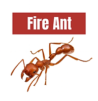 fireant.png
