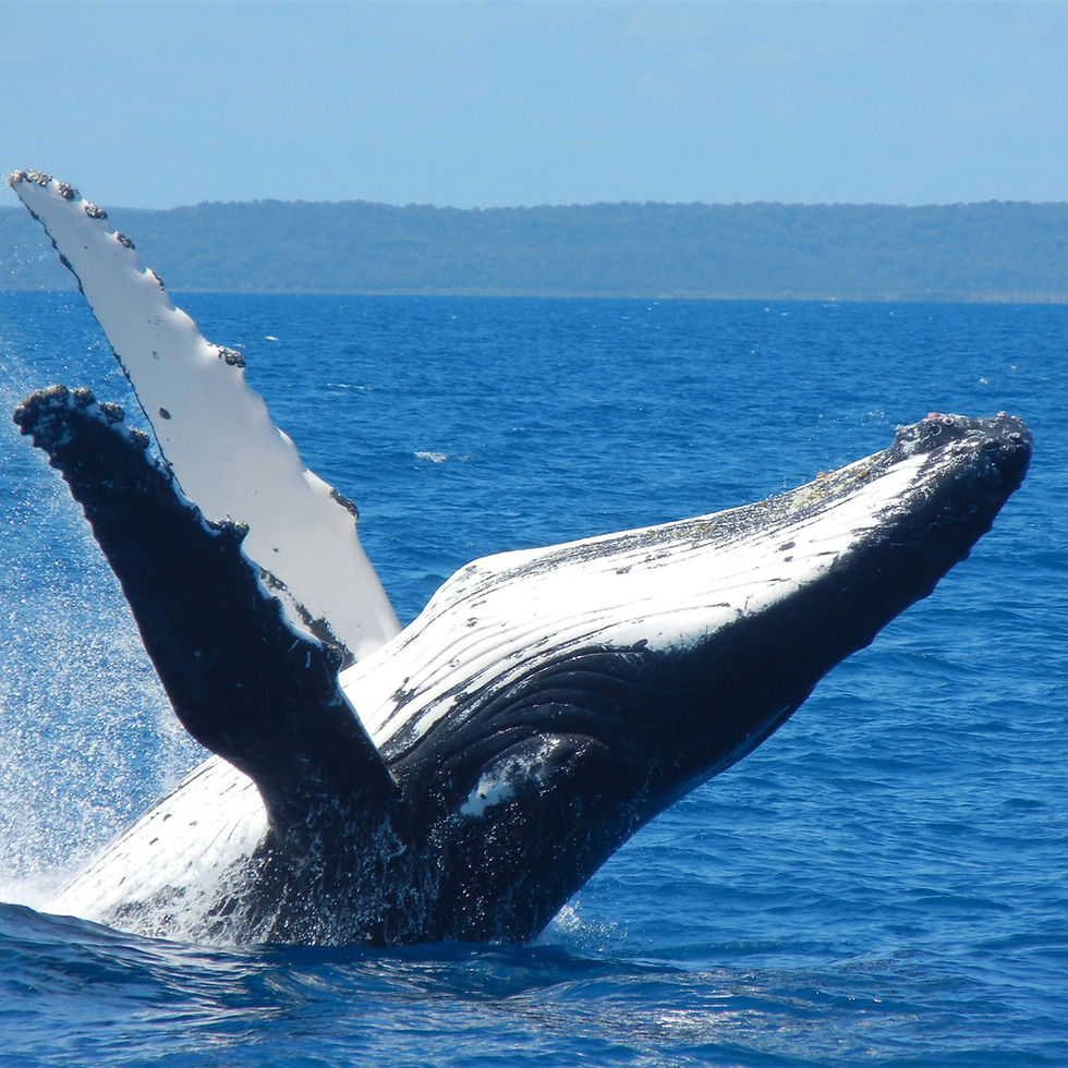 A whale jumping out of the water