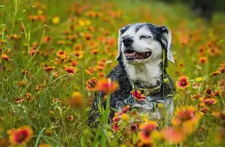 happydog.webp