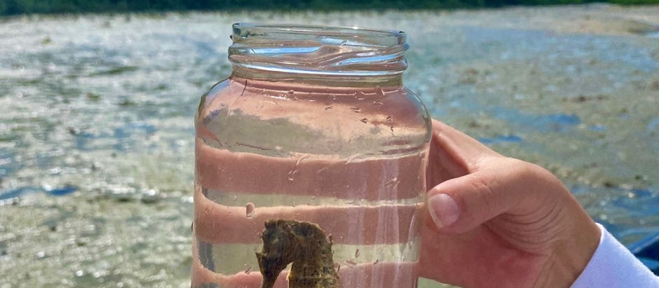 InspirarVocê está em Projeto Ecológico Cavalo Marinho Jeri