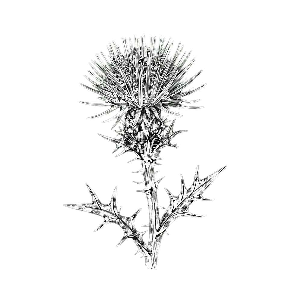 Digital illustration of a thistle plant, detailed and bold against a black background.