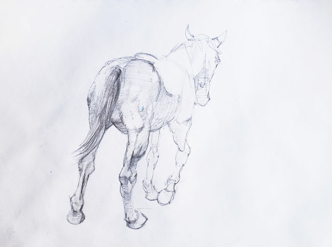 Horse Rear, Graphite Pencil on Paper, 9 x 12.