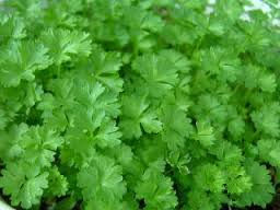 パースレー（イタリアンパセリ）