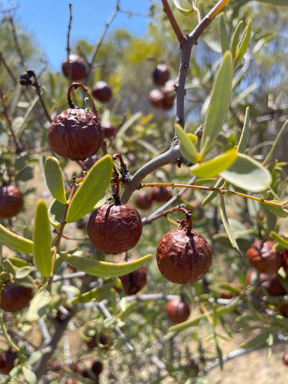 Ripe Nus on Tree.png