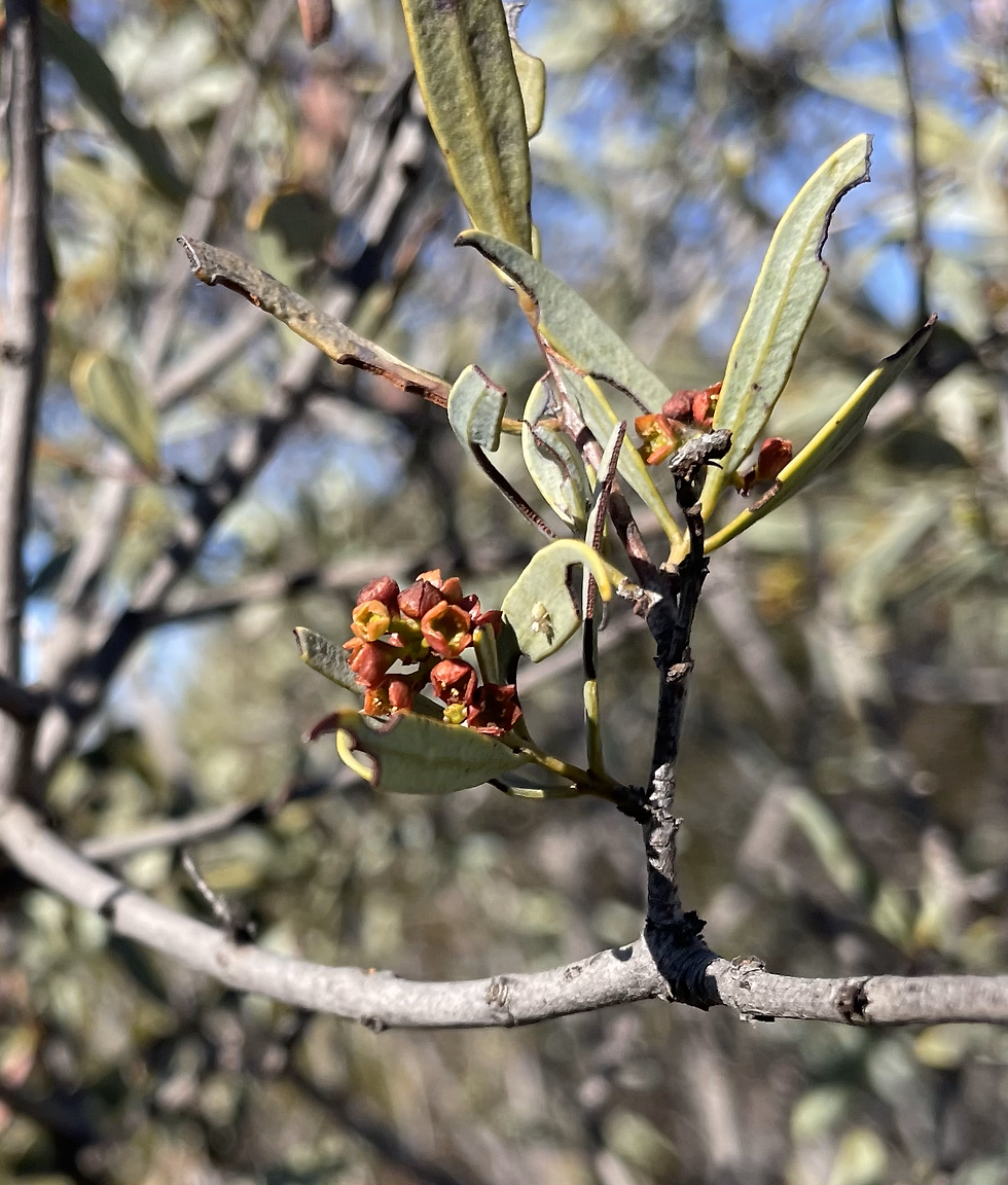 Sandalwood Flower.png