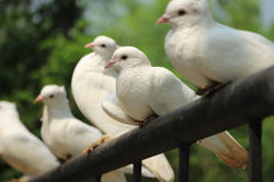 Moram Earth | Best Eco Tourism Resort in Shantiniketan | Debanandapur