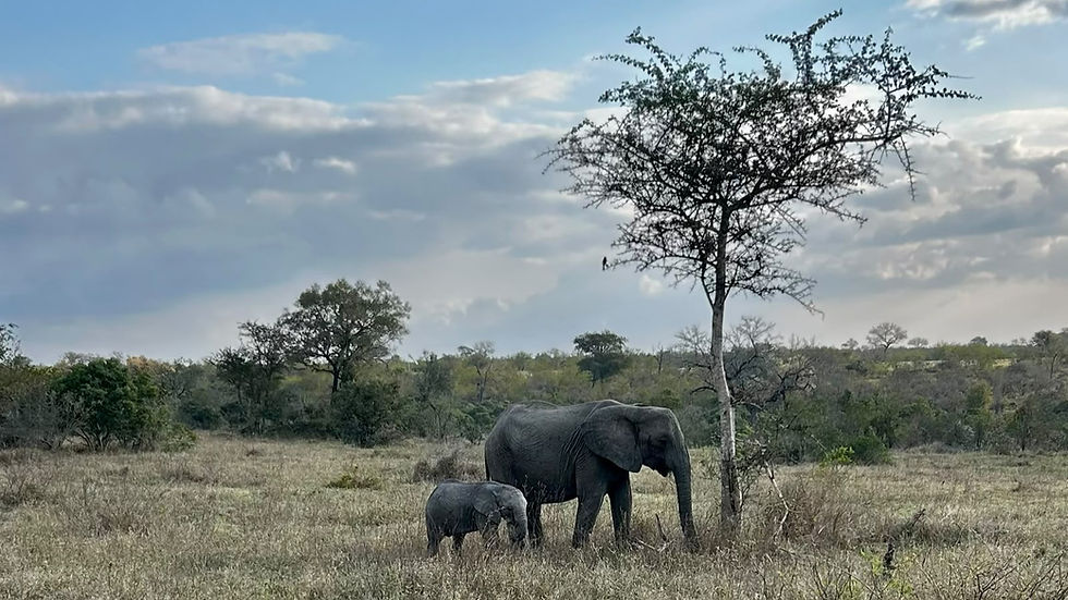 Adult and calf elephant