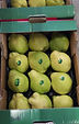 Greek Quinces